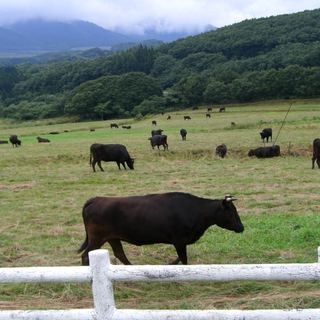 【40年のこだわり】黒毛和牛にこだわった厳選牛。