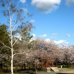 Sobashou - 周囲の風景１（桜）