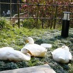 ダイニング和香葉 - 和香葉のサイン横にいたガチョウ　朝の日光浴？（笑）