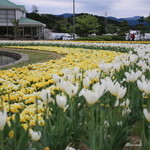 一面チューリップ