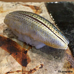 小判寿司 - 小鰭