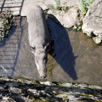 田舎料理おかりば - 