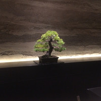 中目黒 いぐち 恵比寿店 - 