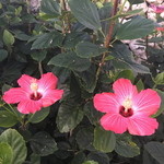 星のや 竹富島 ゆんたくラウンジ - ハイビスカスが見えます