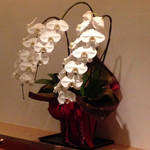 まき村 - ミシュラン祝いの胡蝶蘭は12月のものとのこと。