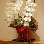 まき村 - 胡蝶蘭（こてふらん）