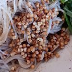 Soba Nikko - 揚げ蕎麦の実
