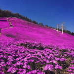 ひがしもこと芝桜公園売店 - 