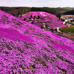 ひがしもこと芝桜公園売店 - 