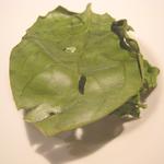 ル・ヴァンキャトル - デセール1（イチゴのマリネとヨモギアイス）