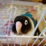 インコがお出迎え