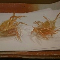 天ぷらふく西 禅と匠 - 海老の脚