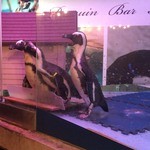 ペンギンのいるダイニングバー沖縄 - Penguin Bar Fairy(餌やりで寄ってくるペンギン)