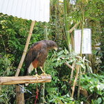 自然食 懐石料理 湯斗 - ハリスホーク