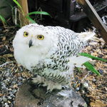 自然食 懐石料理 湯斗 - シロフクロウ