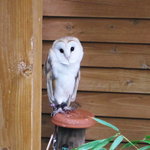 自然食 懐石料理 湯斗 - ラウルアウル