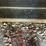 天ぷら　大吉 - あさりの貝殻は床に捨てるのがルール