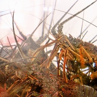 本場紀州の活伊勢海老を