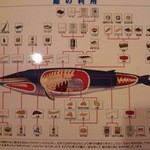 鮨処 平野 - ｢鯨の利用｣　大将が参考に見せてくれました
