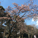 鳥つね自然洞 - 上野公園では梅が綺麗に咲いてました♪