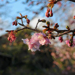 玉峰館 - 河津桜☆