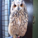 ふくろうマジック - ベンガルワシミミズクの「しょうご」