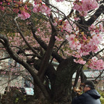 Ariake - 河津桜の原木