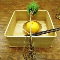 緒方 - 根付き松、柚子釜