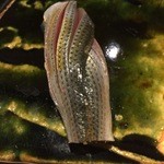 くろ﨑 - H28.2 コハダ