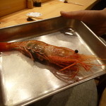 おしどり - 全長30㌢とか