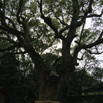 手打ちそば天ぷら 那央人 - 境内 大樟