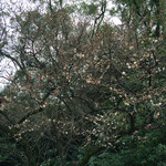 手打ちそば天ぷら 那央人 - 梅開花