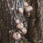 THIS 伊豆 SHIITAKE バーガーキッチン - 