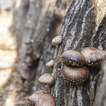 THIS 伊豆 SHIITAKE バーガーキッチン - 