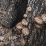 Dhisu Izu Shiitake Baga Kicchin - 