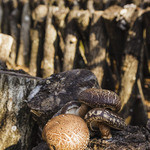 Dhisu Izu Shiitake Baga Kicchin - 