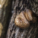 Dhisu Izu Shiitake Baga Kicchin - 