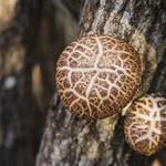 Dhisu Izu Shiitake Baga Kicchin - 