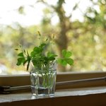 DAIDOKORO　CAFE　MOKU - 