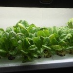 ステーキ・洋食のTANTO屋 - ミニレタスやハーブなどが水耕栽培されているケースが、インテリアのようにおしゃれに並んでいます。2016.2