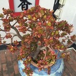 Daitakumon - 大宅門のお花