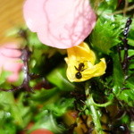 神保町 傳 - あり