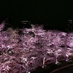 ラ・コリナ - ライトアップされた夜桜も必見‼︎