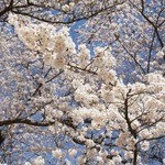 ラ・コリナ - 4月は桜並木が目の前のテラス席でお食事を!!