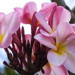 Shirley's Coffee Shop - 