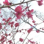 南天苑 - お庭で梅の花が❤