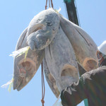 個室居酒屋　座楽 - 