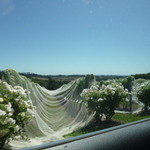 ELDRIDGE ESTATE of Red Hill - 鳥対策でモスキートネットがかけられています