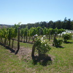 ELDRIDGE ESTATE of Red Hill - 入っちゃだめですよ～