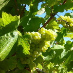 ELDRIDGE ESTATE of Red Hill - 白